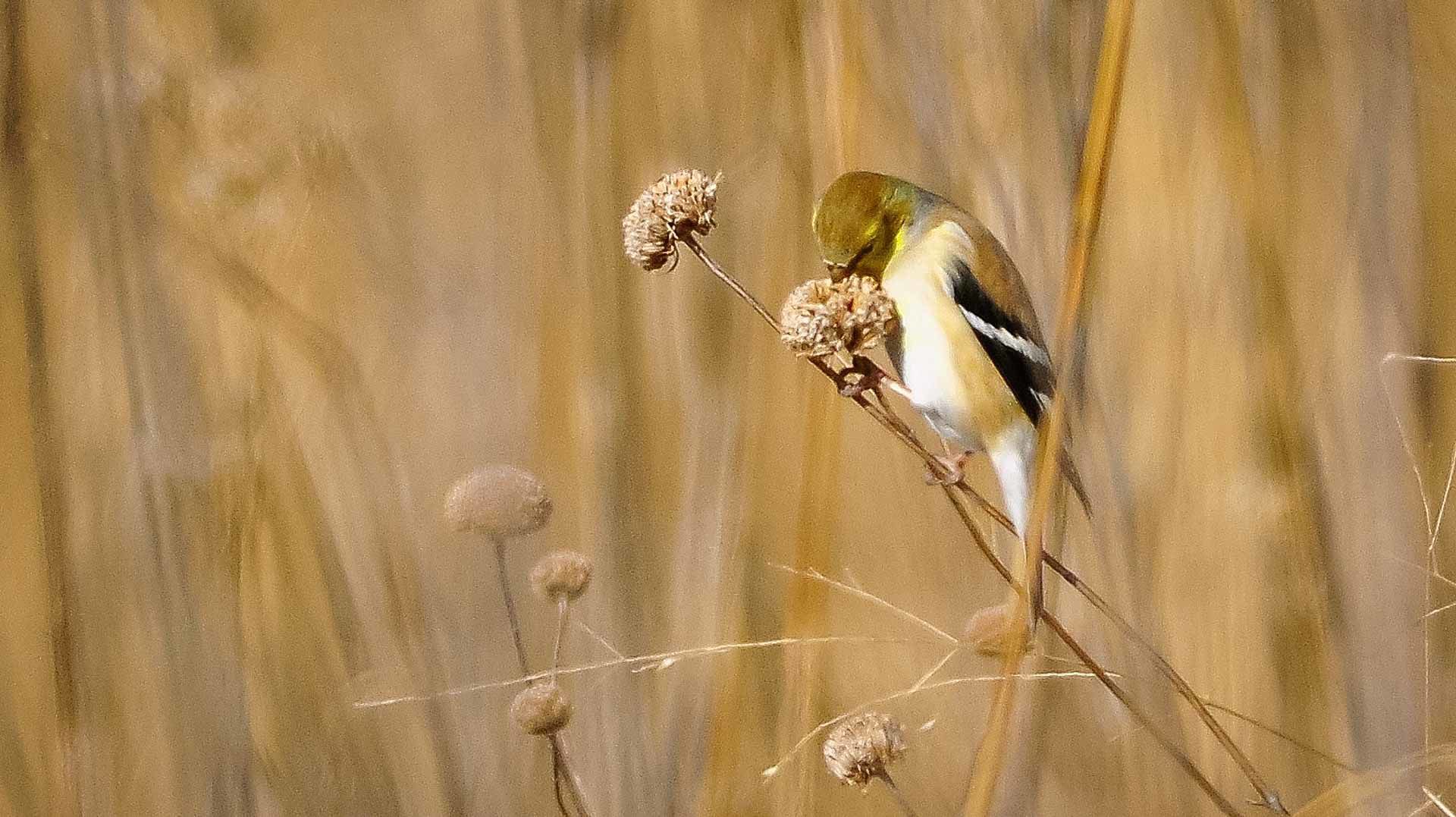 WildGoldfinch